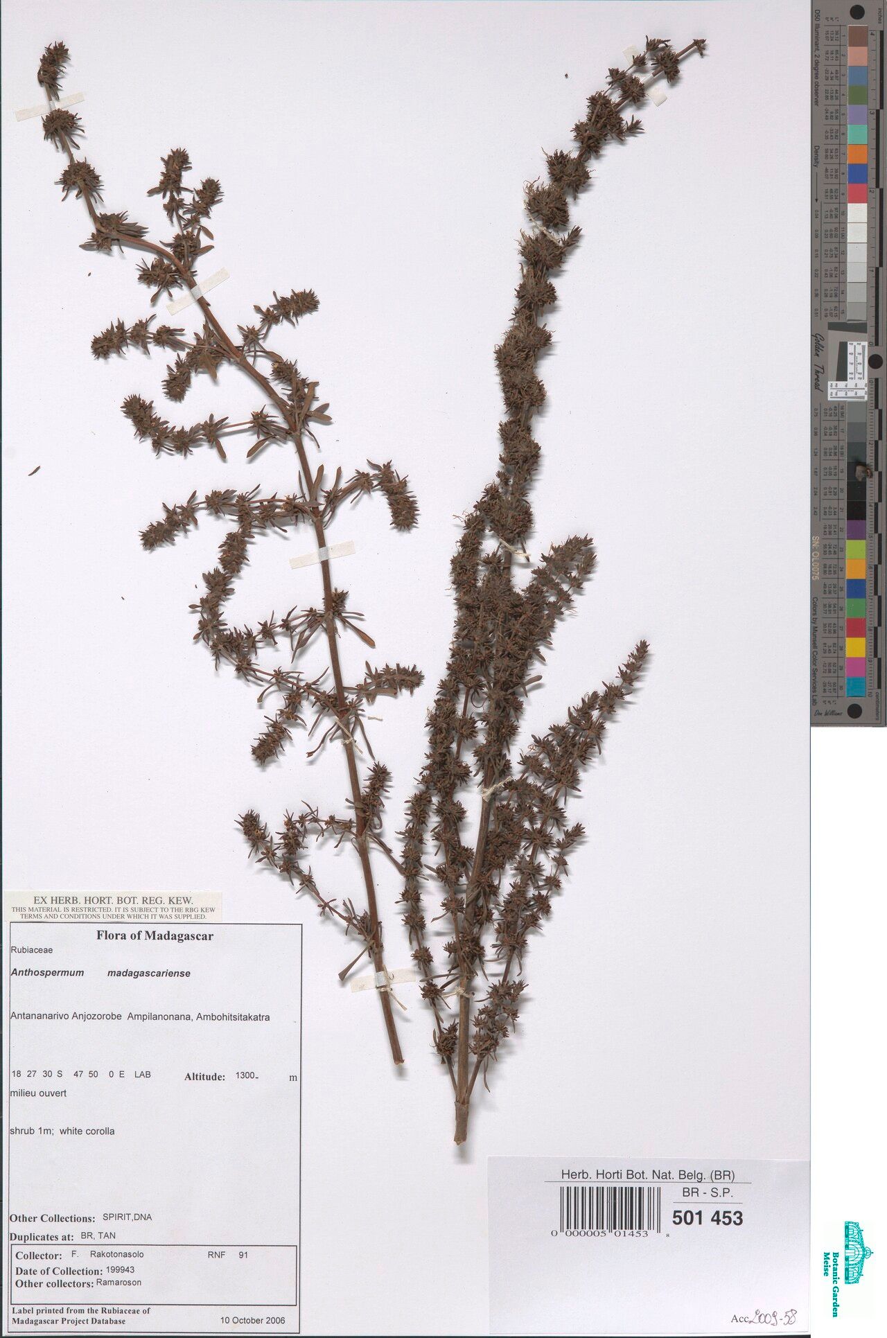 Anthospermum madagascariense — houseplant care guide