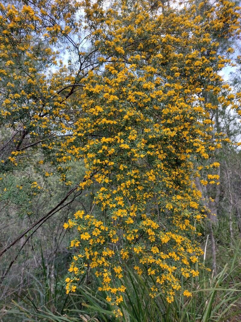 Pultenaea flexilis habit