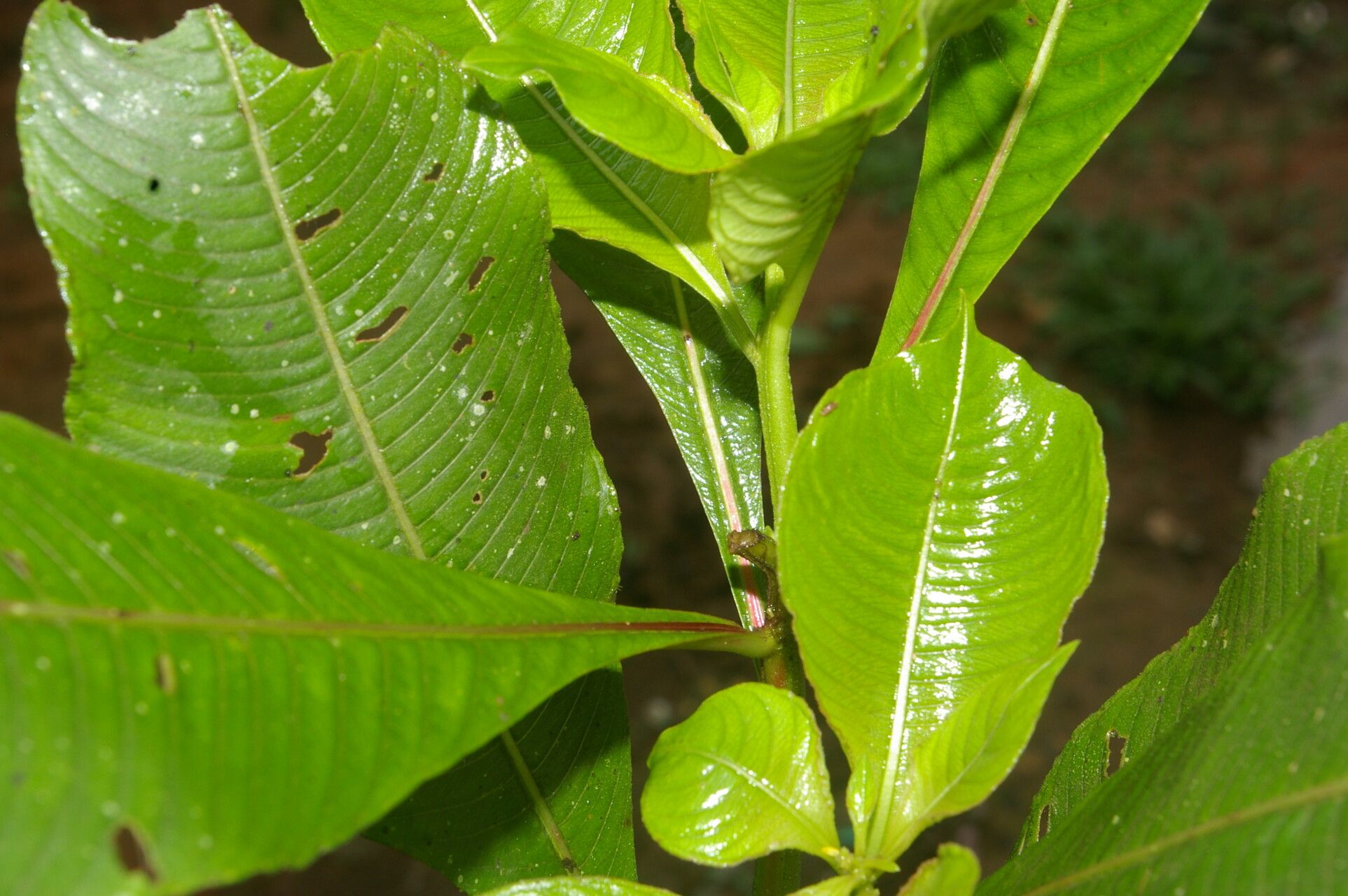 Ludwigia foliobracteolata — search result for 'Ludwigia'