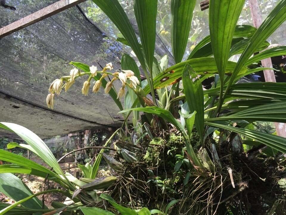 Calanthe amboinensis flower