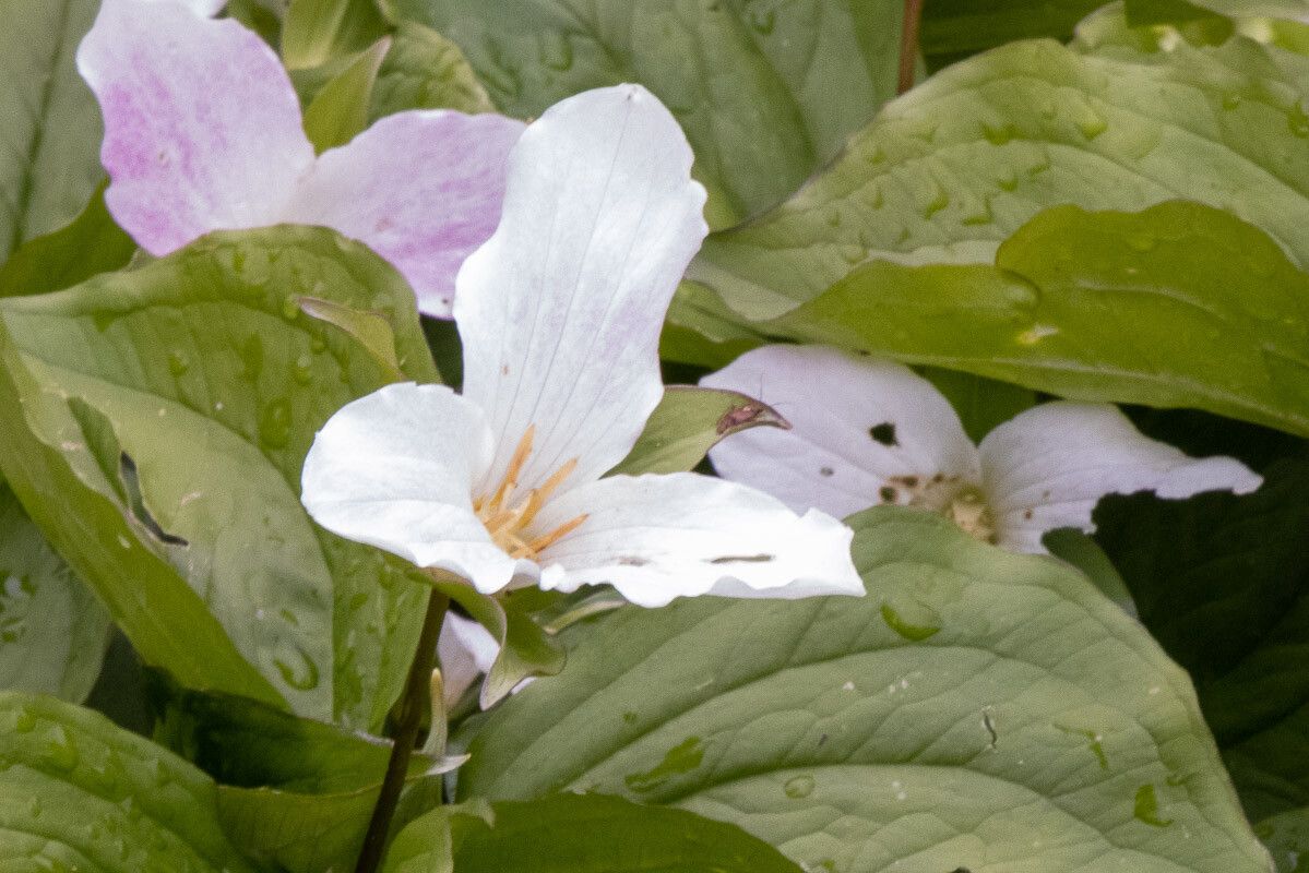 Trillium grandiflorum flower