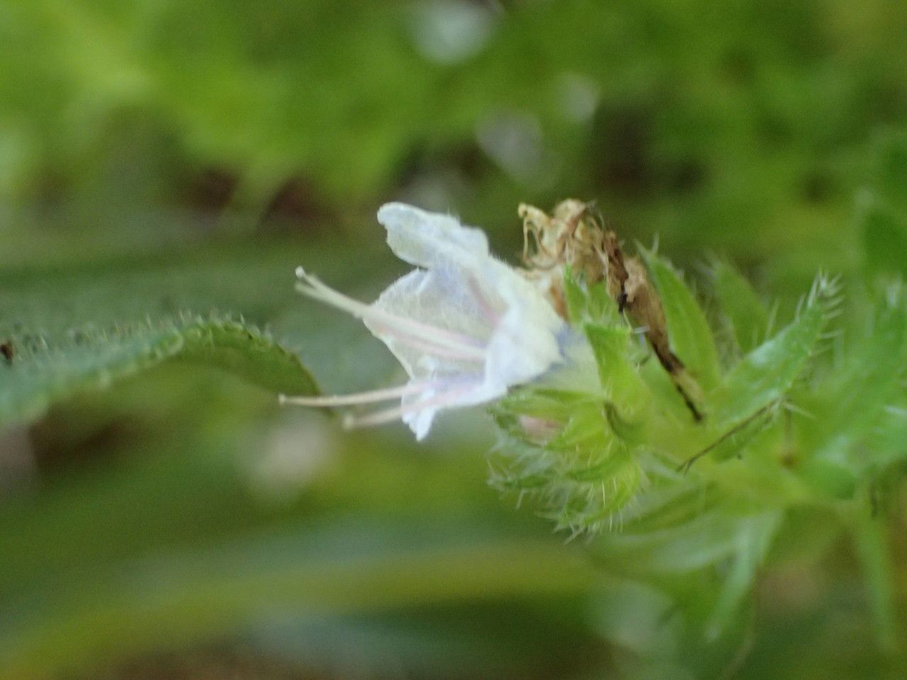 Echium pinninana flower