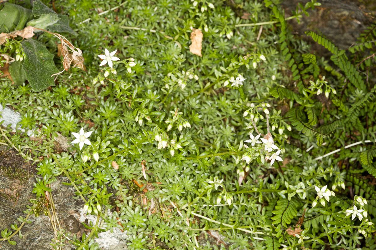 Sedum monregalense — houseplant care guide