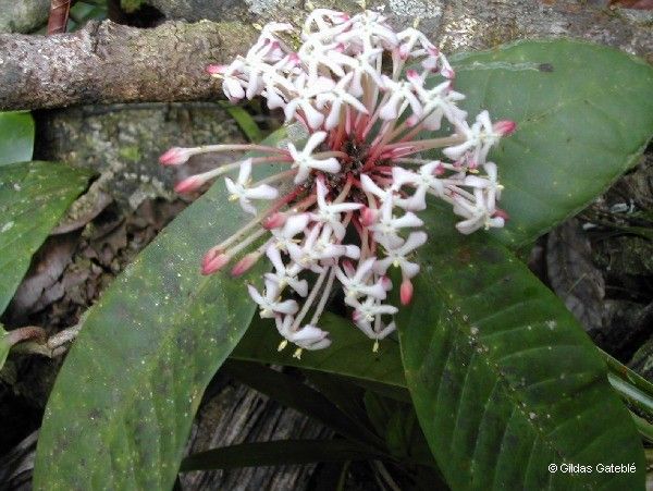 Ixora schlechteri flower
