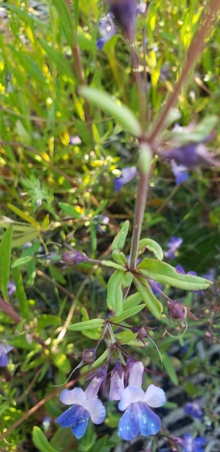 Collinsia parviflora leaf