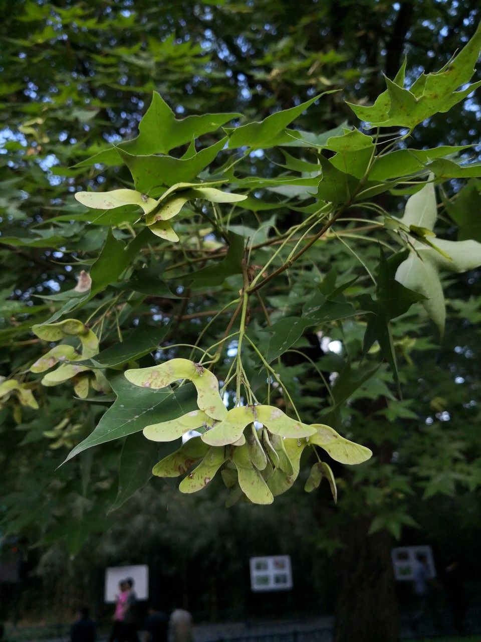 Acer truncatum fruit