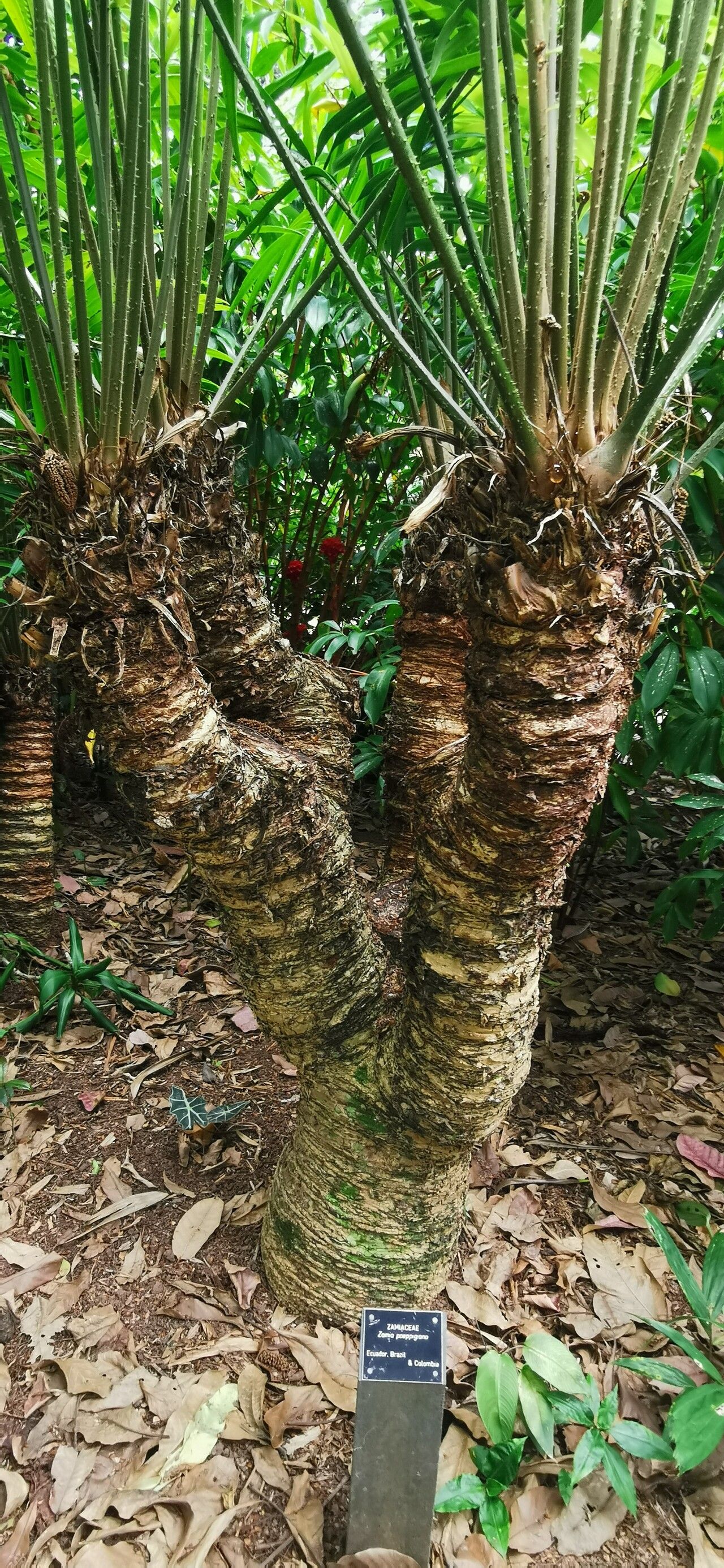 Zamia poeppigiana bark