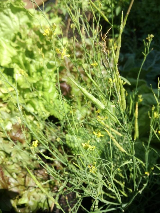 Sisymbrium orientale fruit