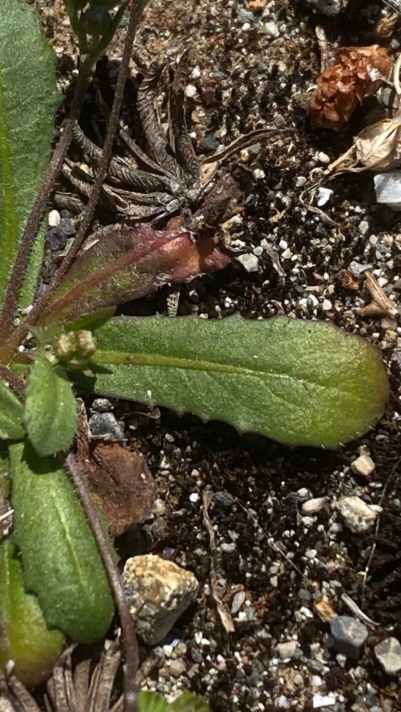 Anthemis ammanthus — related species from the same genus