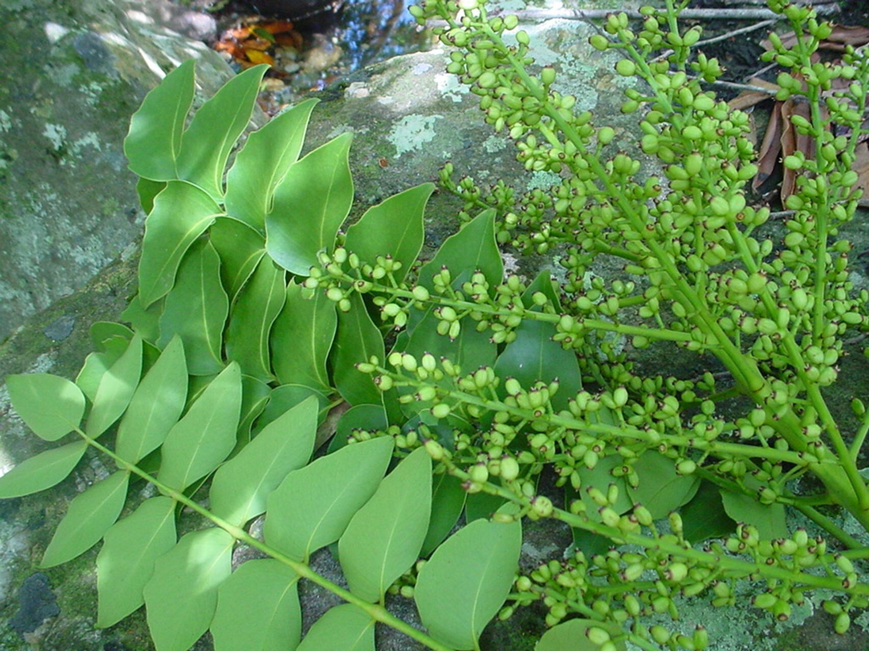 Polyscias bracteata — search result for 'Polyscias'