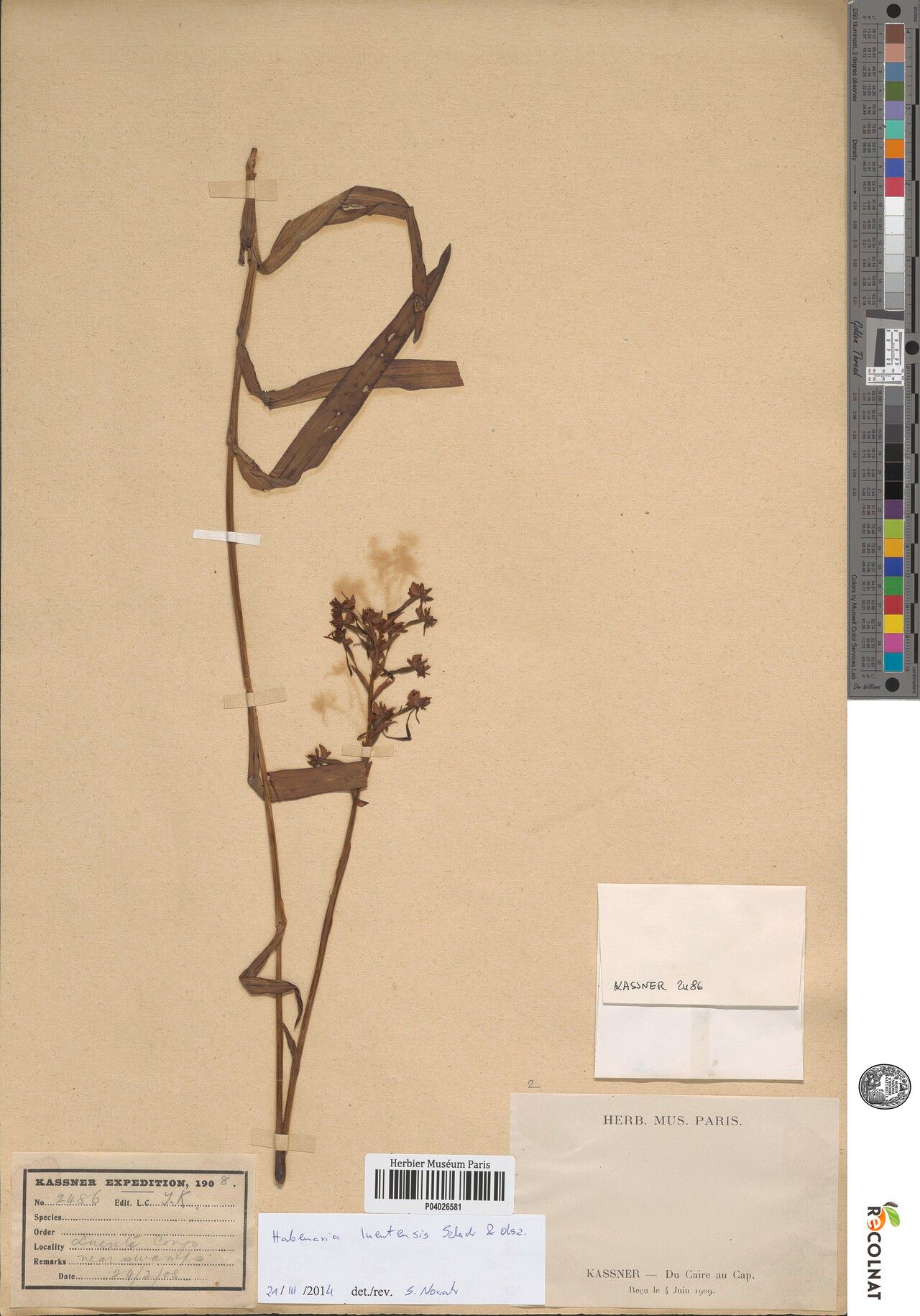 Habenaria luentensis — houseplant care guide