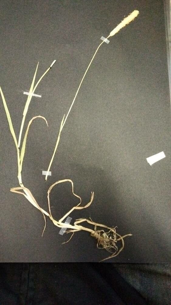 Phleum hirsutum habit