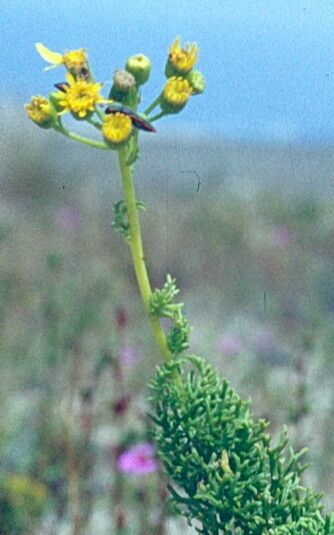 Senecio microphyllus — houseplant care guide