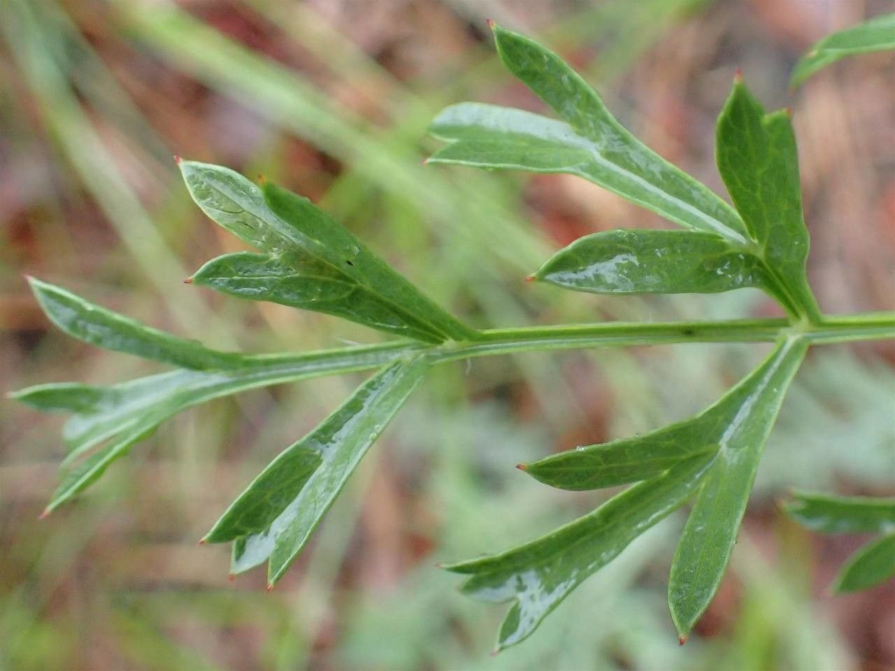 Laserpitium gallicum — related species from the same genus