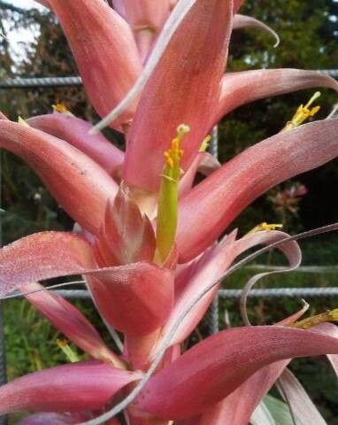 Tillandsia borealis flower
