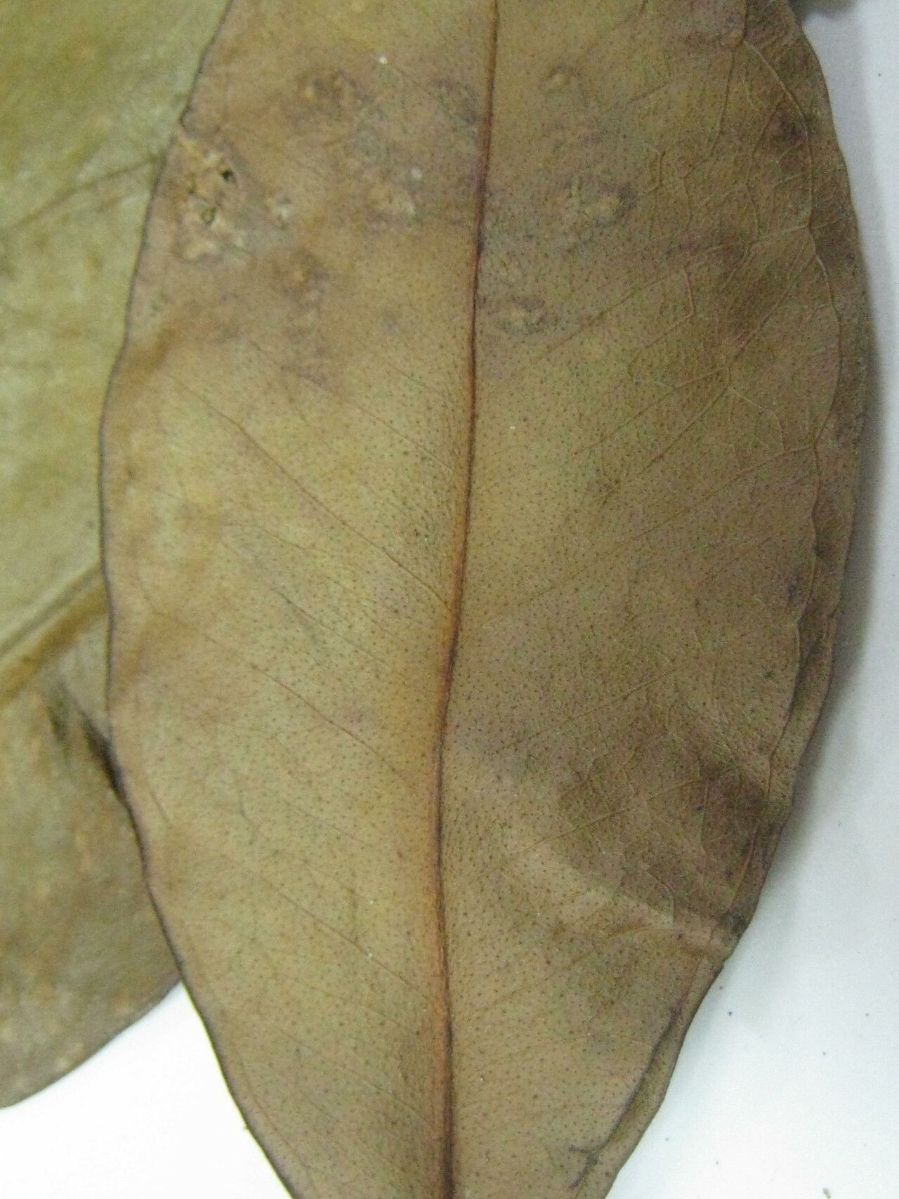 Eugenia excelsa — houseplant care guide