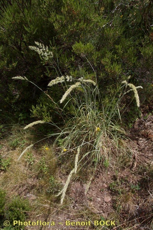 Koeleria hispanica habit