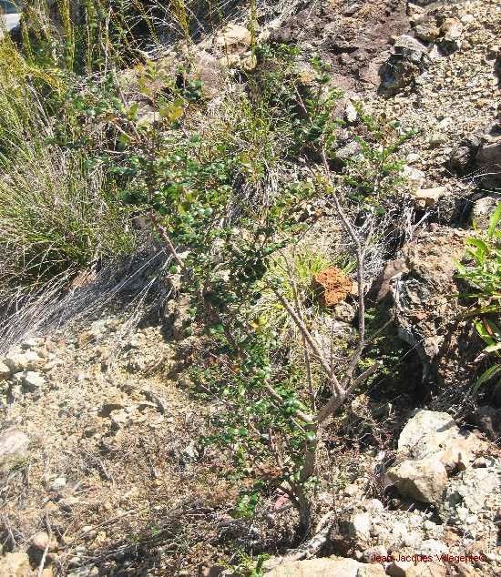 Phyllanthus buxoides habit