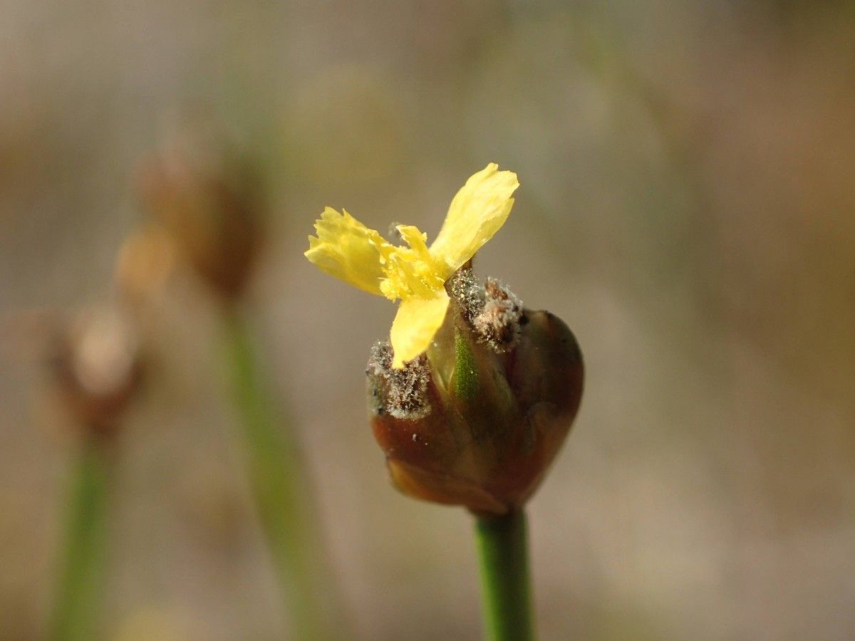 Xyris barteri flower