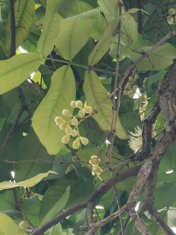 Syzygium aqueum flower