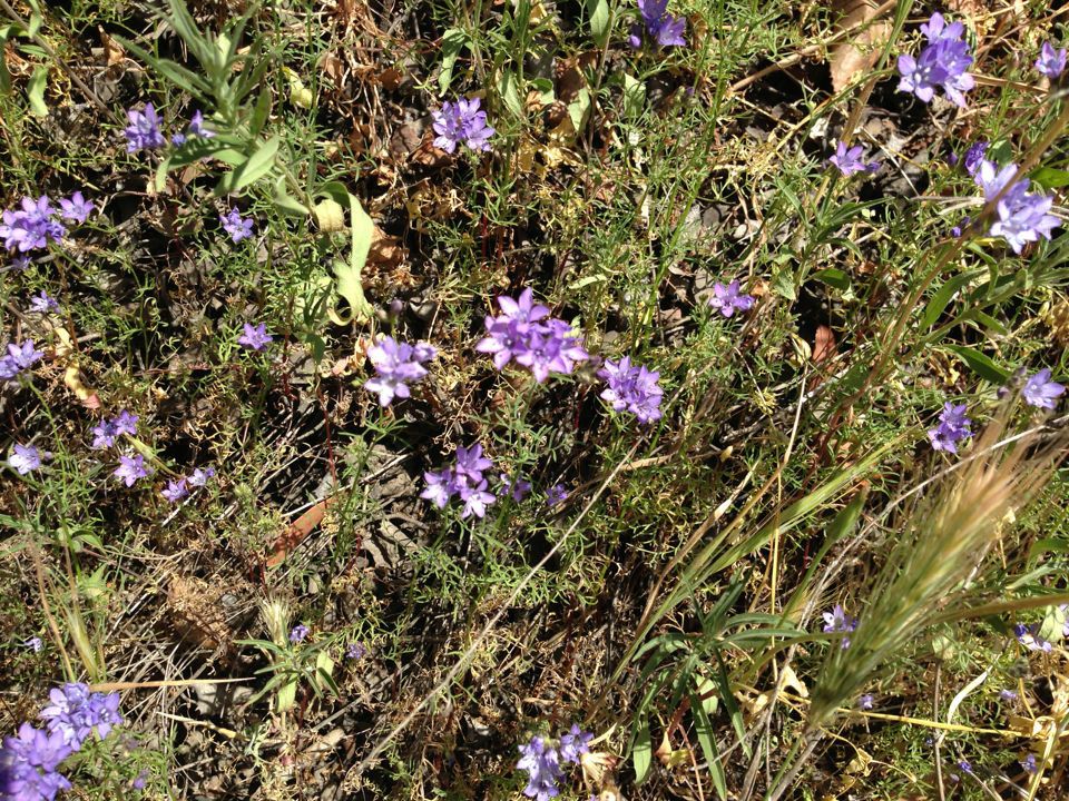 Gilia achilleifolia habit