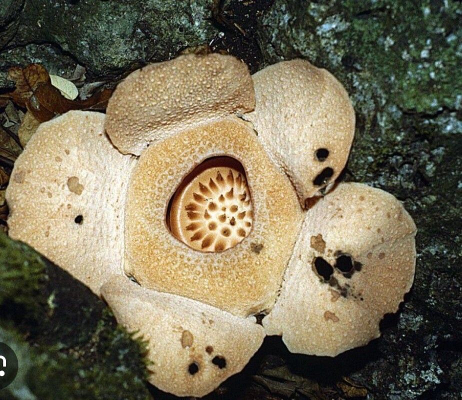 Rafflesia horsfieldii — related species from the same genus