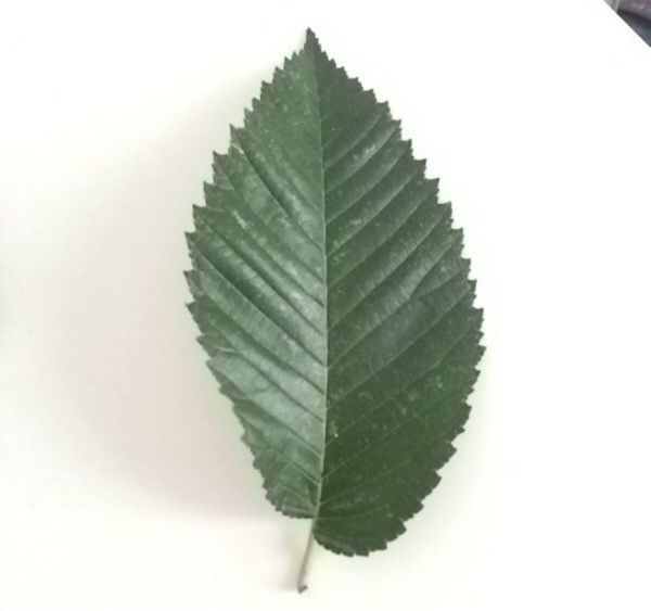 Ulmus campestris leaf