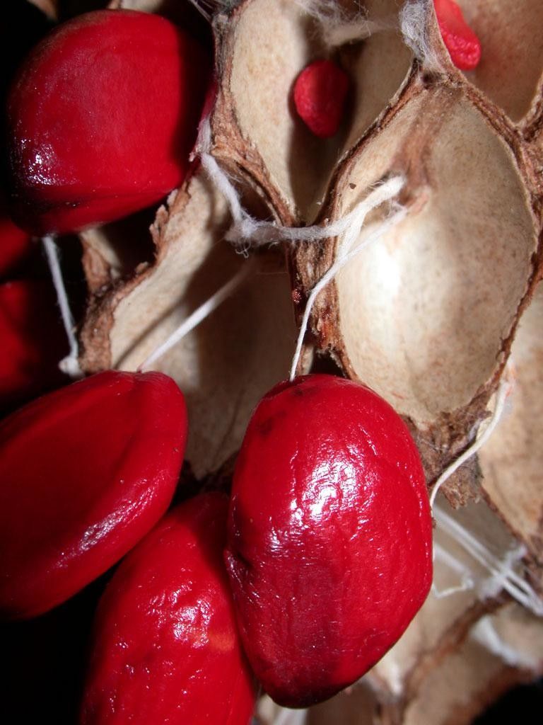Magnolia inbioana fruit