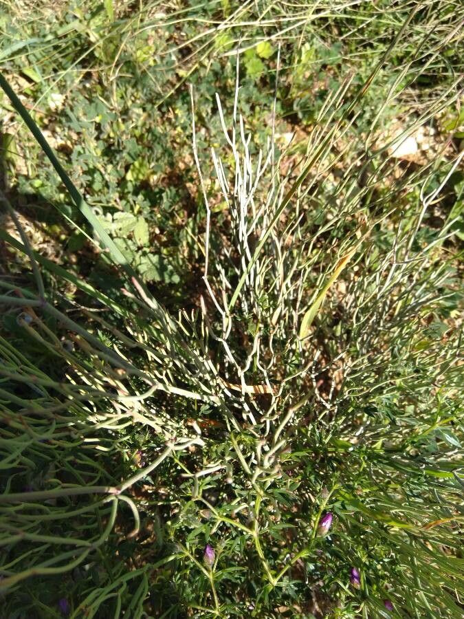 Limonium insigne leaf