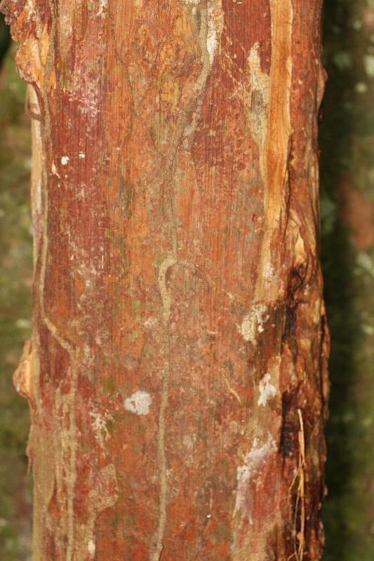 Myrcia amazonica bark