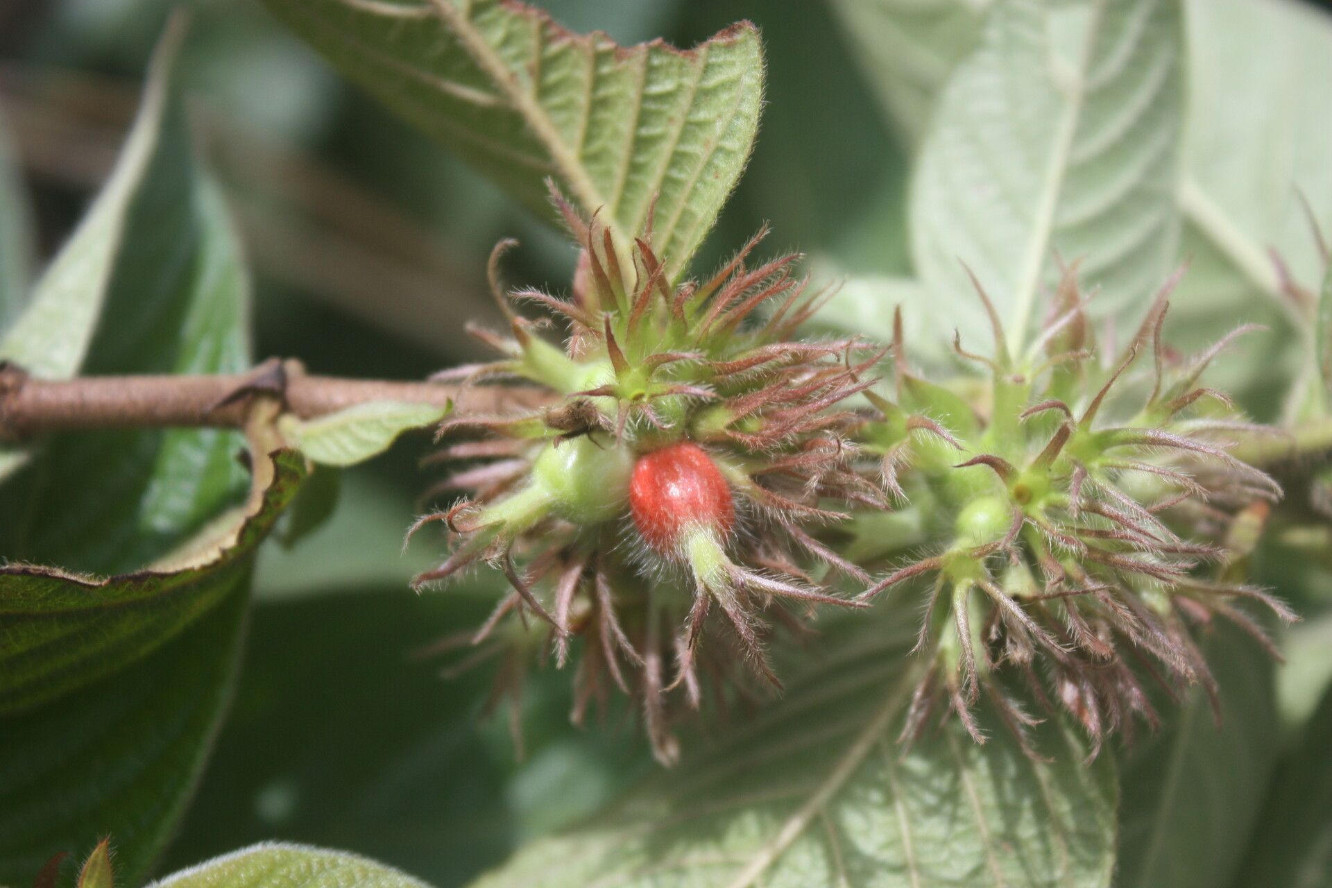 Sabicea brevipes fruit