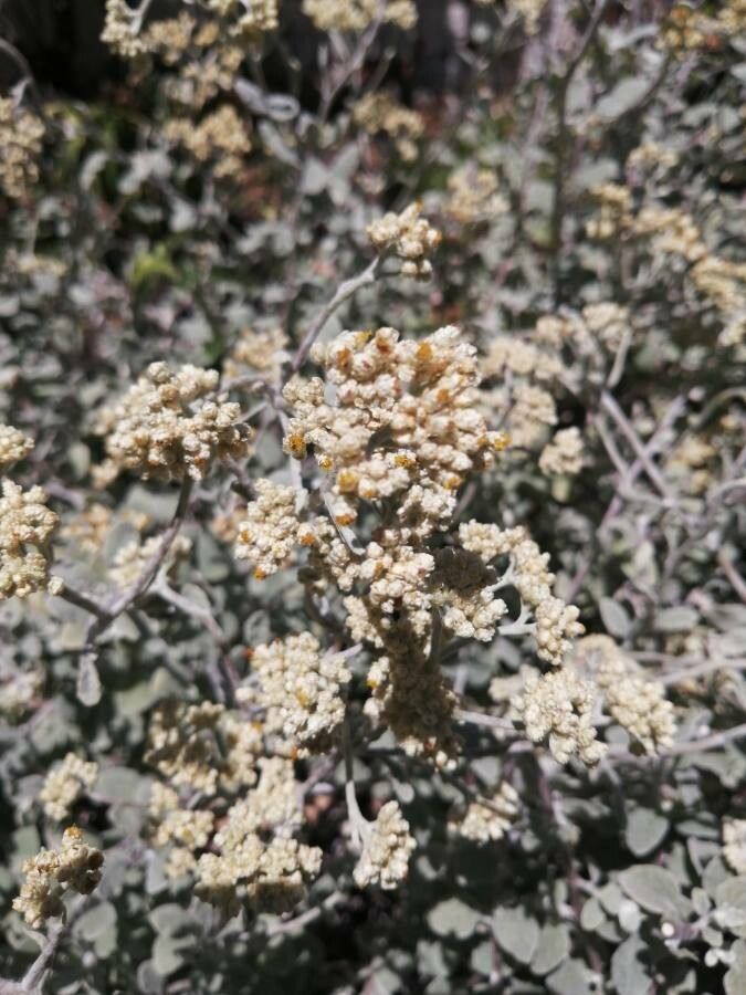 Helichrysum petiolare flower
