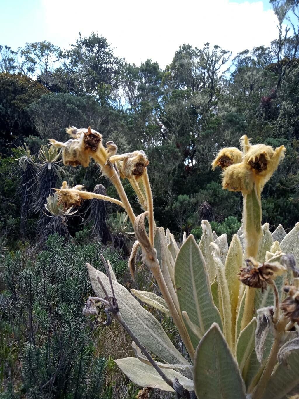 Espeletia frontinoensis flower