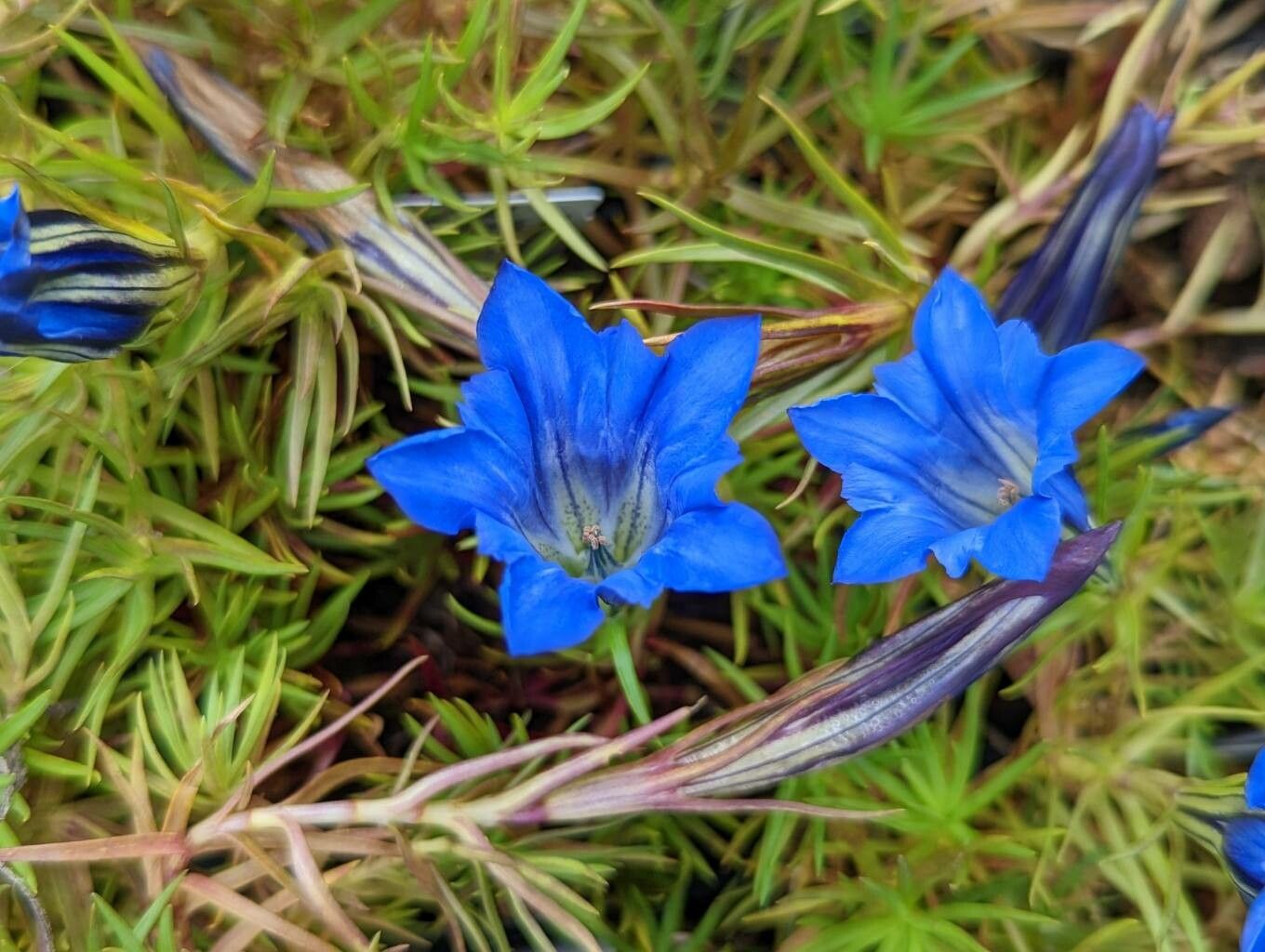 Gentiana sino-ornata flower