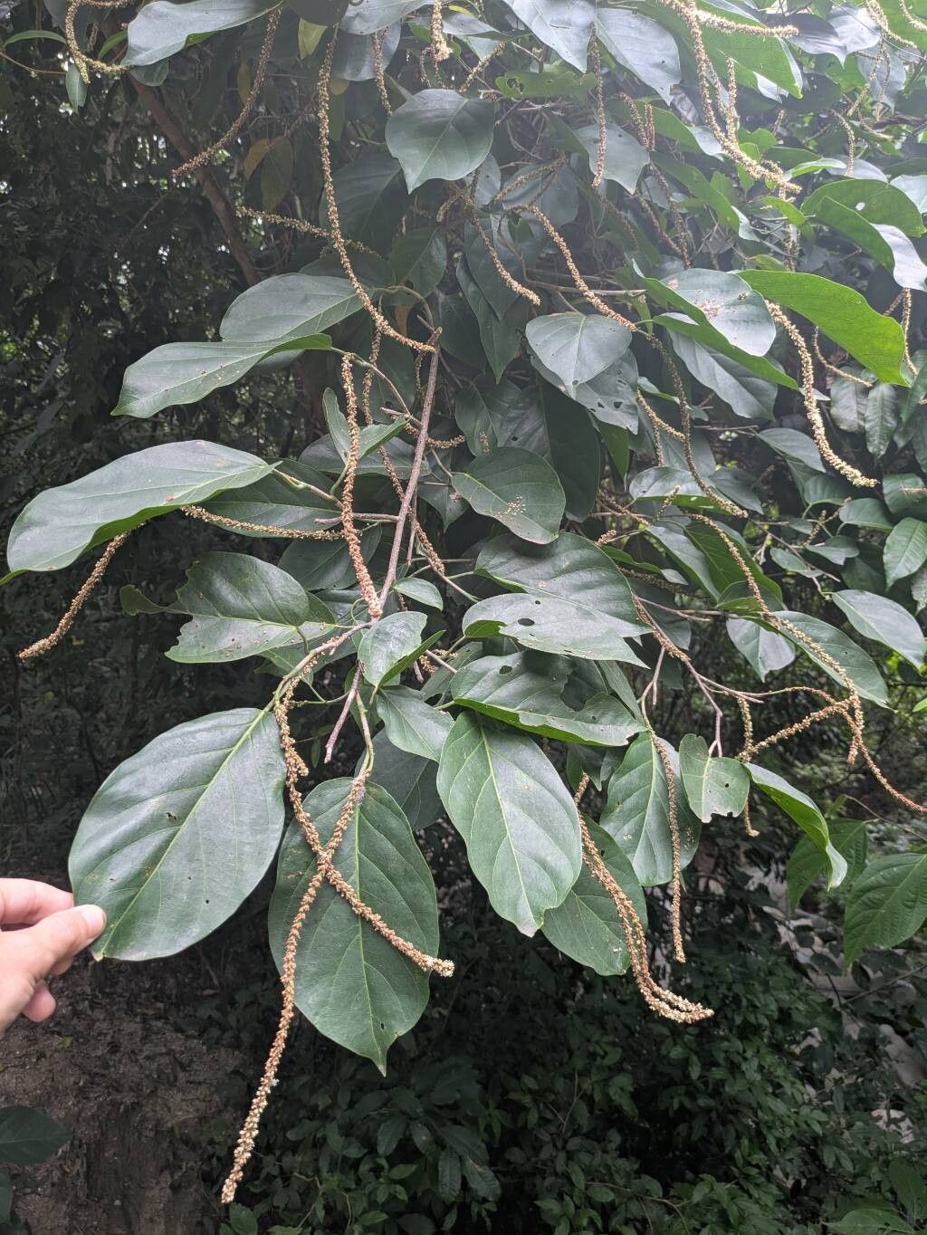 Coccoloba obtusifolia — houseplant care guide