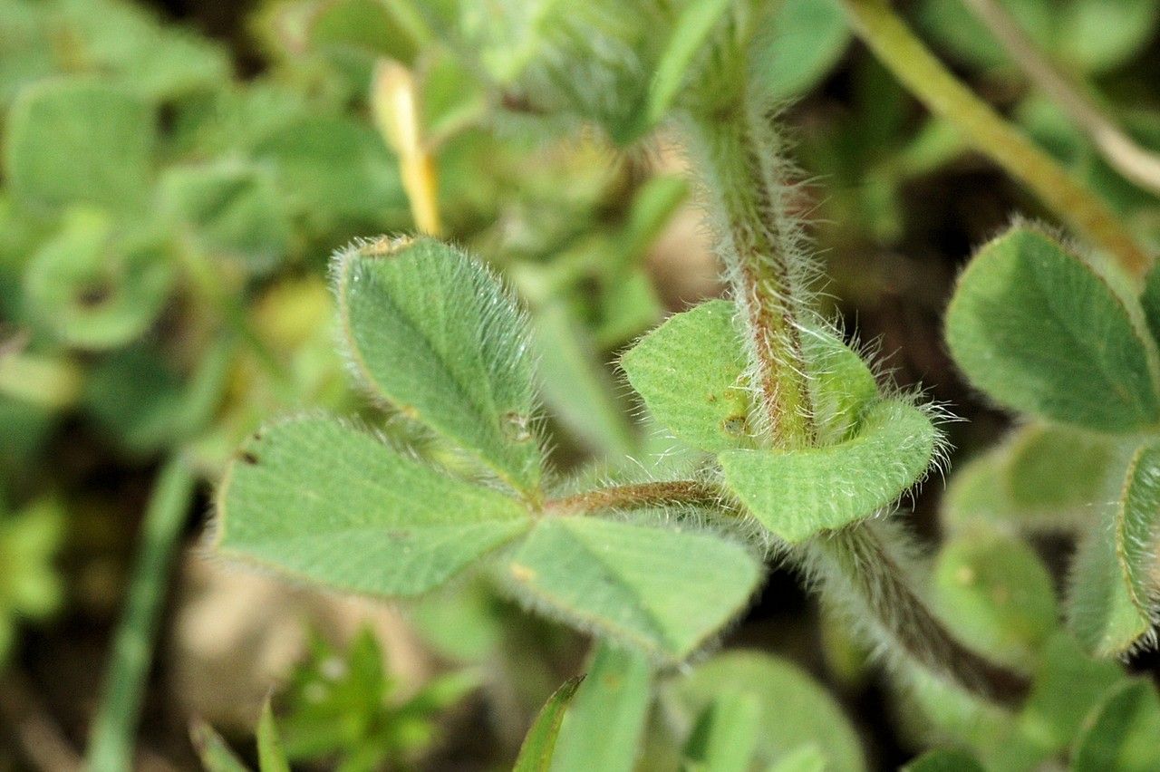 Trifolium sylvaticum leaf