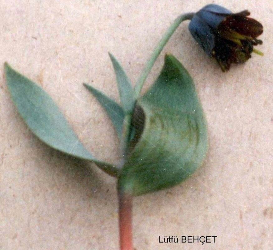 Fritillaria baskilensis — search result for 'Fritillaria'