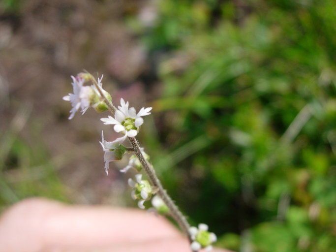 Mitella trifida habit