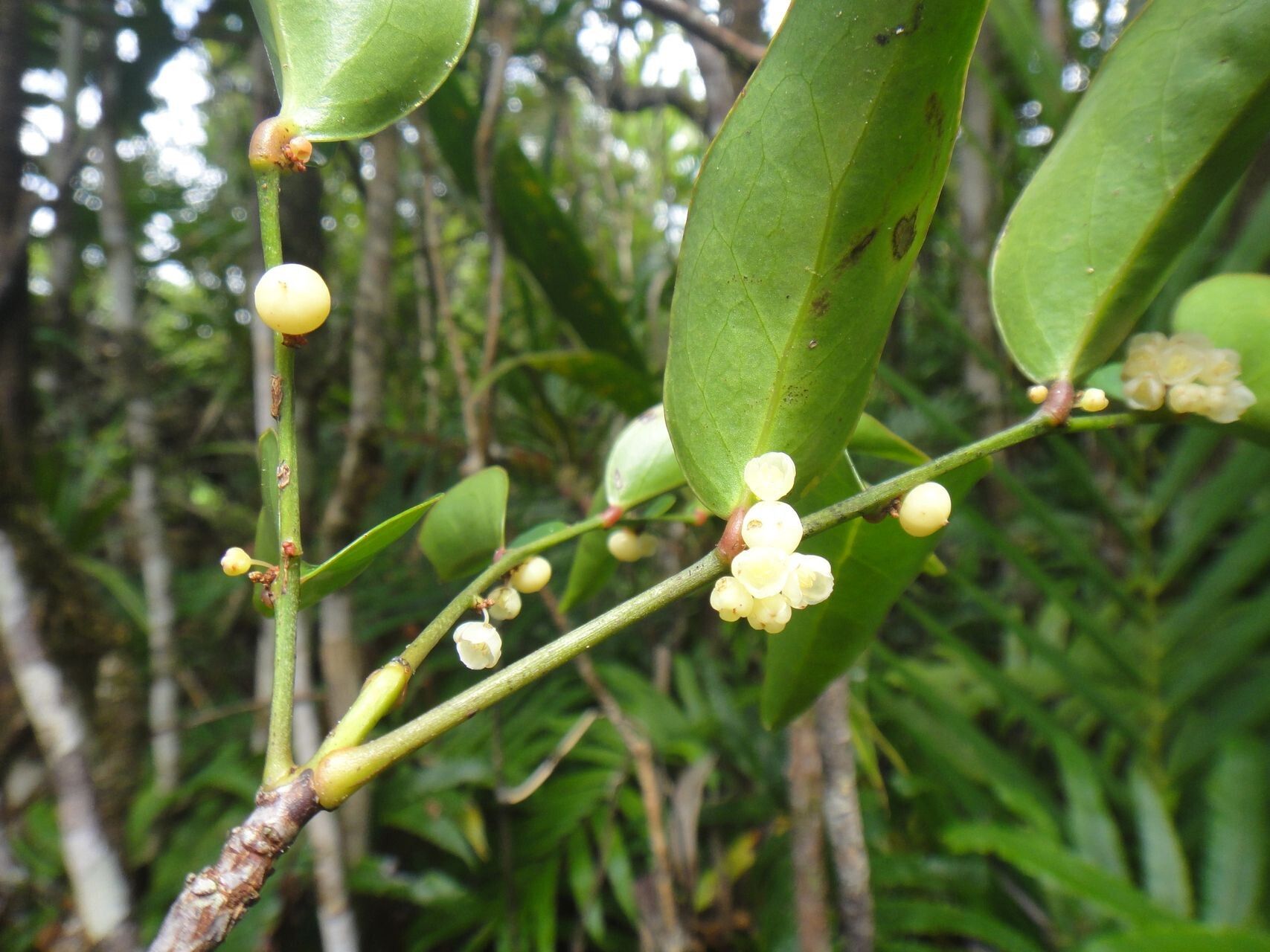 Phyllanthus gneissicus fruit