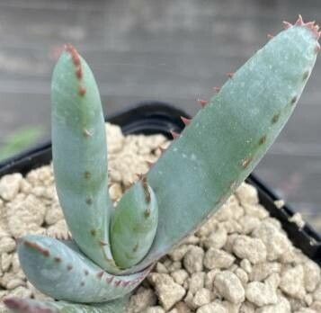 Aloe pachydactylos — houseplant care guide