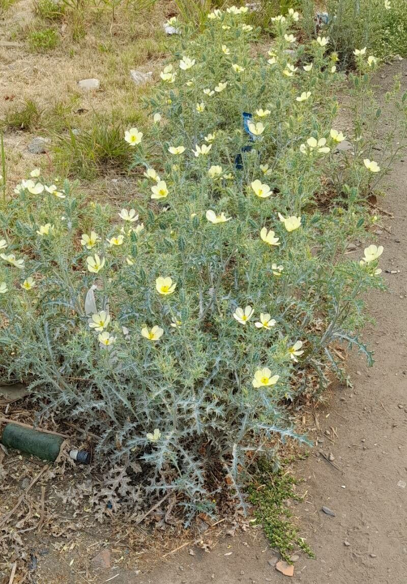 Argemone ochroleuca leaf
