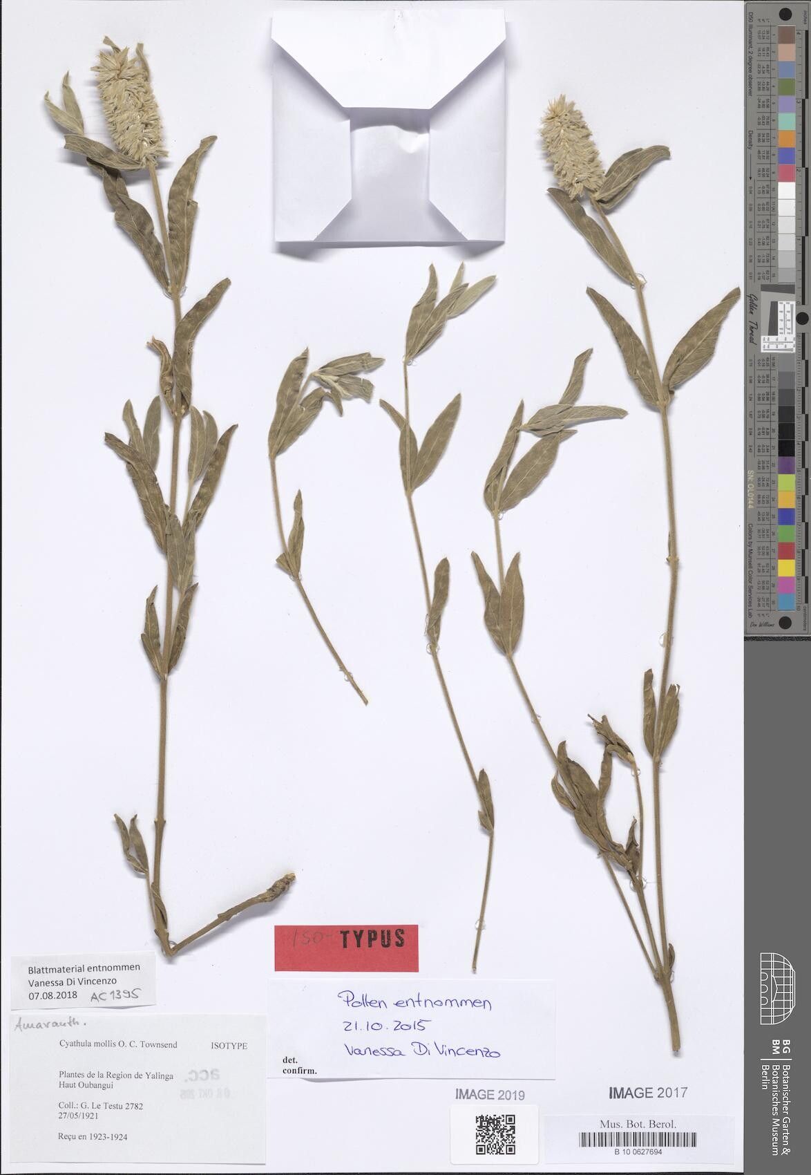 Cyathula mollis — houseplant care guide