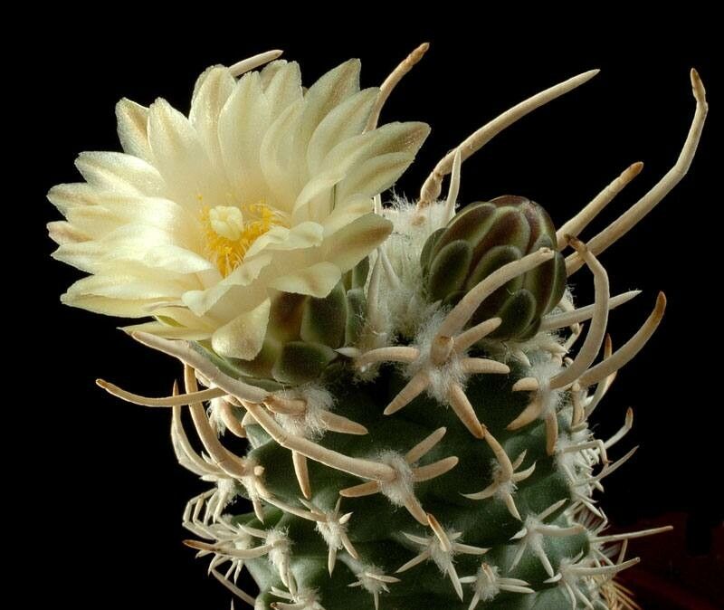 Pediocactus peeblesianus flower