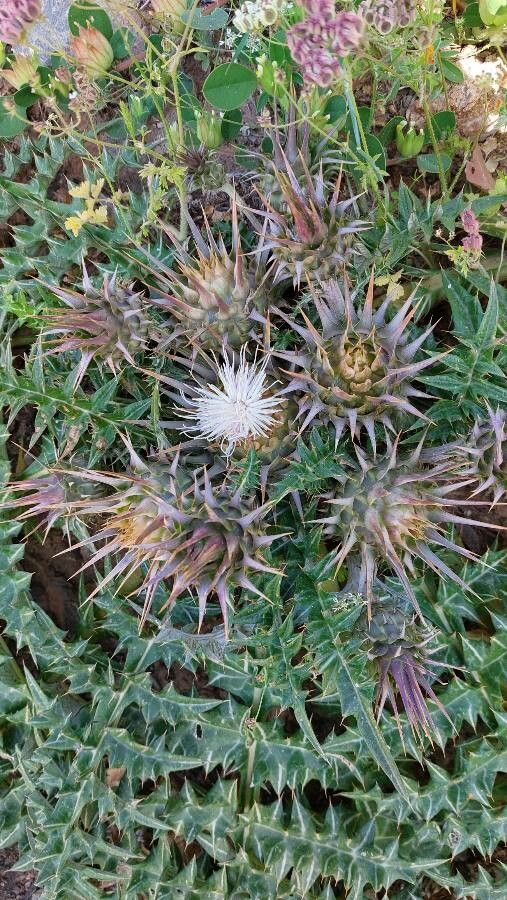 Cynara cornigera flower
