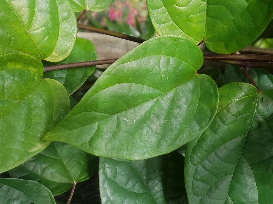 Antigonon leptopus — search result for 'Polygonaceae'