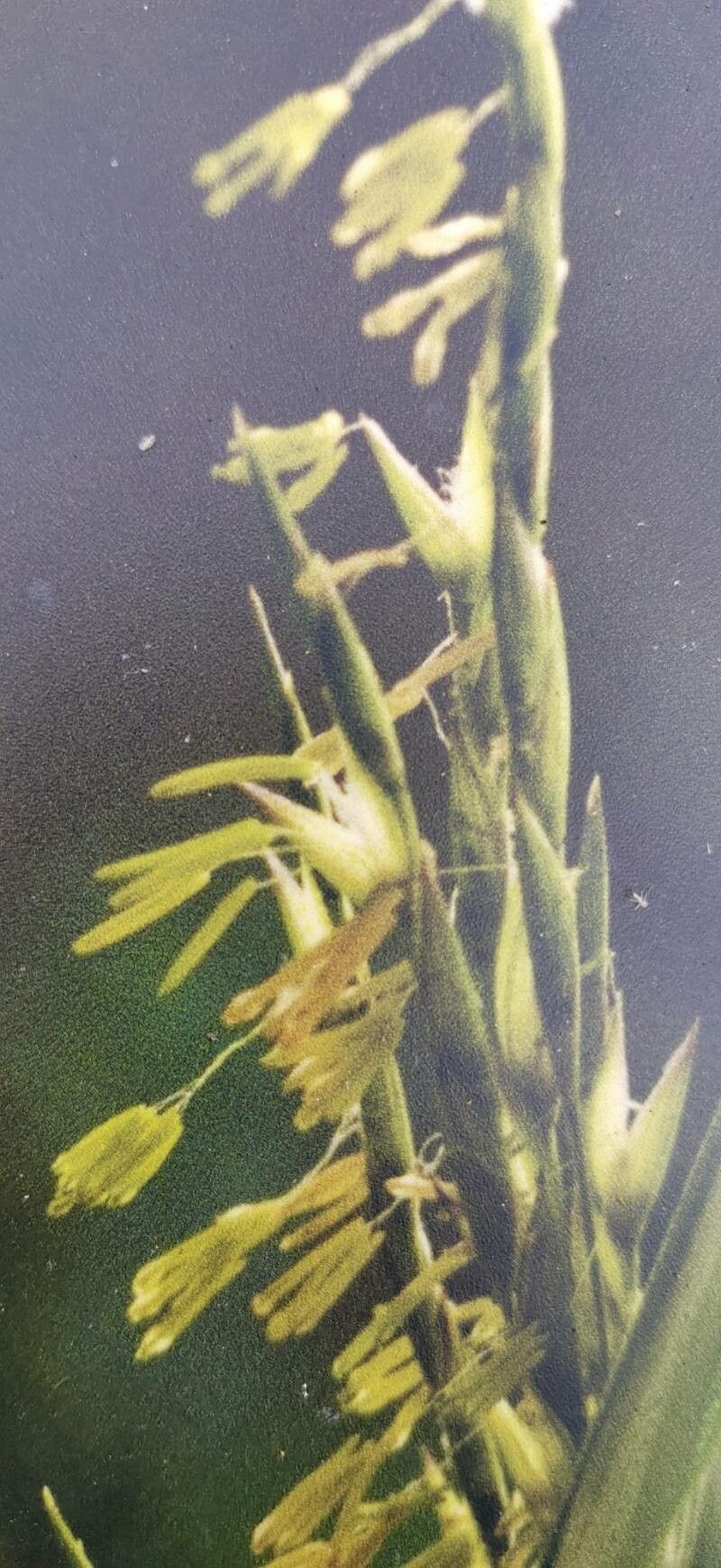 Sasa magnifica — related species from the same genus