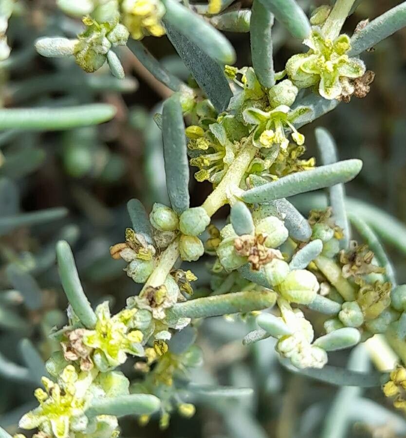 Suaeda divaricata flower