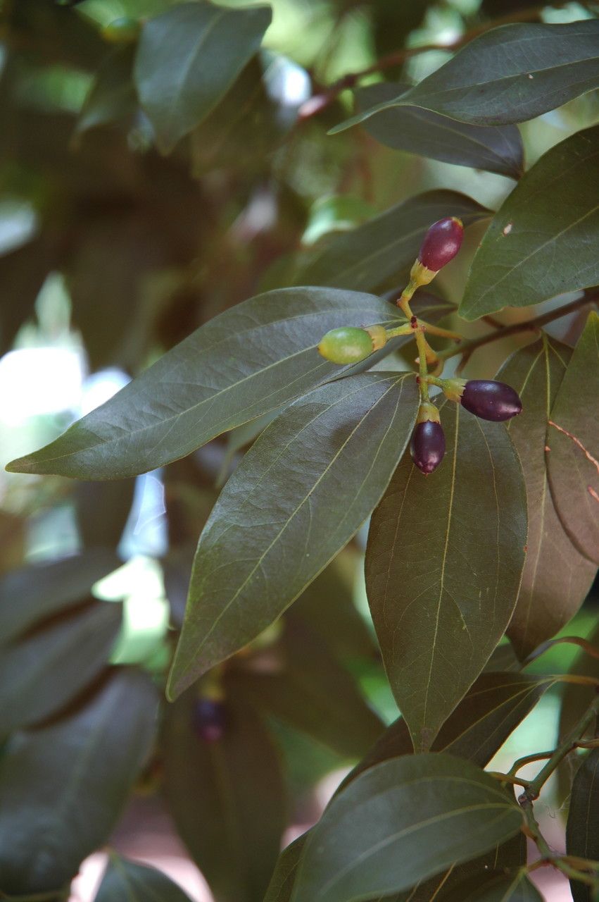 Cinnamomum burmanni leaf