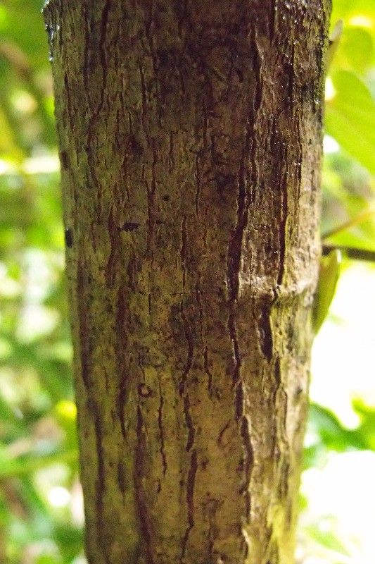 Eugenia mespiloides bark