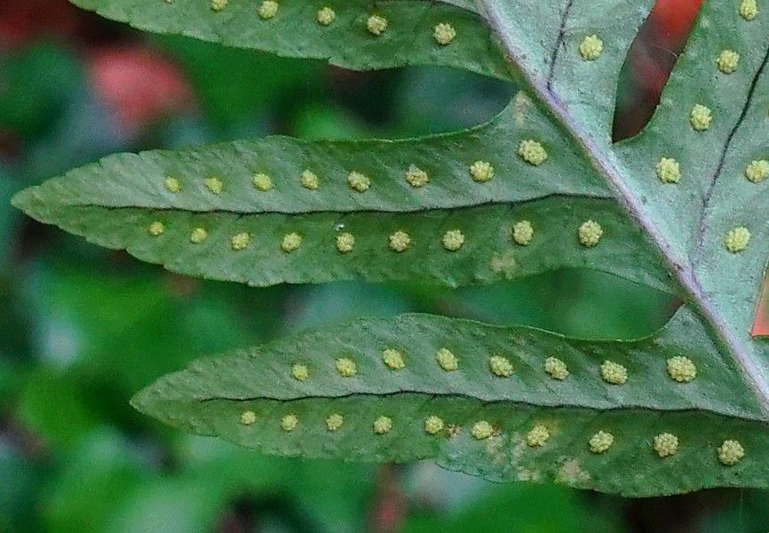Polypodium vulgare flower